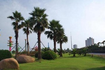 金山城市沙滩，枫泾古镇，沙滩古镇完美组合1日跟团游
