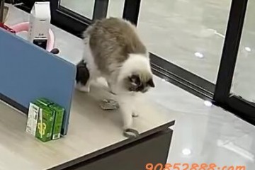 猫咪摔坏12万翡翠手镯被连夜送走