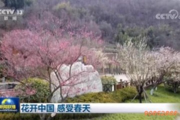 花开中国 感受春天