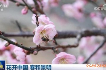 花开中国 春和景明