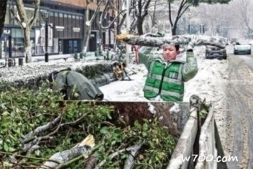 一场冻雨大雪为何压断了那么多树